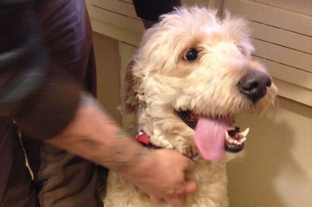 Mike-The-Intern-Goldendoodle-Guinness