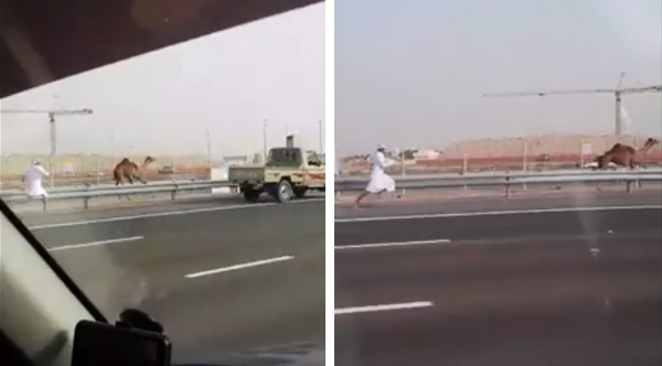 68wcy-man-chasing-camel-down-road