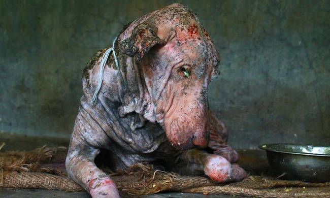 dog
