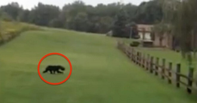Couple-Was-Running-Away-From-A-Wild-Animal-Until-They-Noticed-Something-Weird-On-Its-Head.-So-They-Turned-Around…