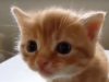 gataki1