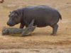 hippo-plays-with-crocodile