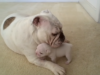 Elvis-the-Bulldog-Puppy-reads-his-mom-the-riot-act-2-30-screenshot