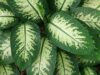 mistikakipou-dieffenbachia